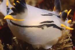 Image of Crowned nudibranch