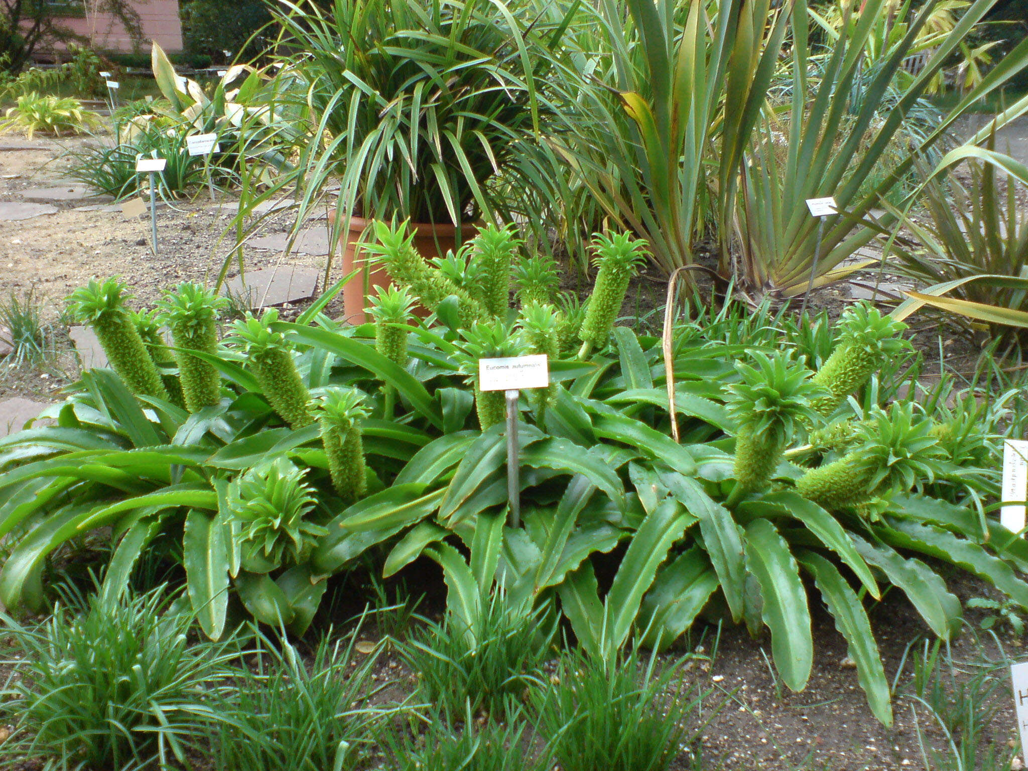 Imagem de Eucomis autumnalis (Mill.) Chitt.