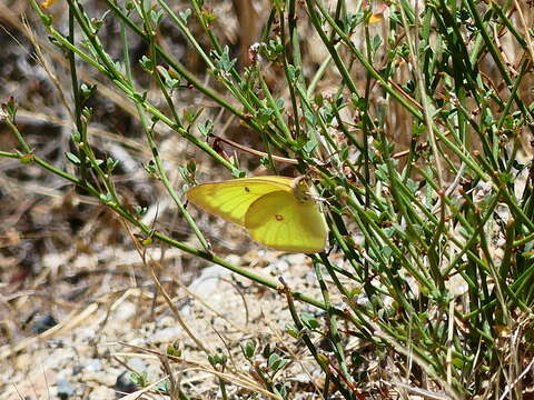 Image of Harford's Sulphur