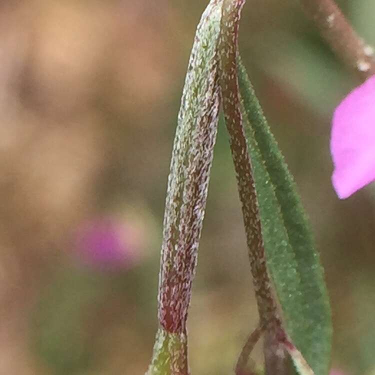 Image of Waltham Creek clarkia