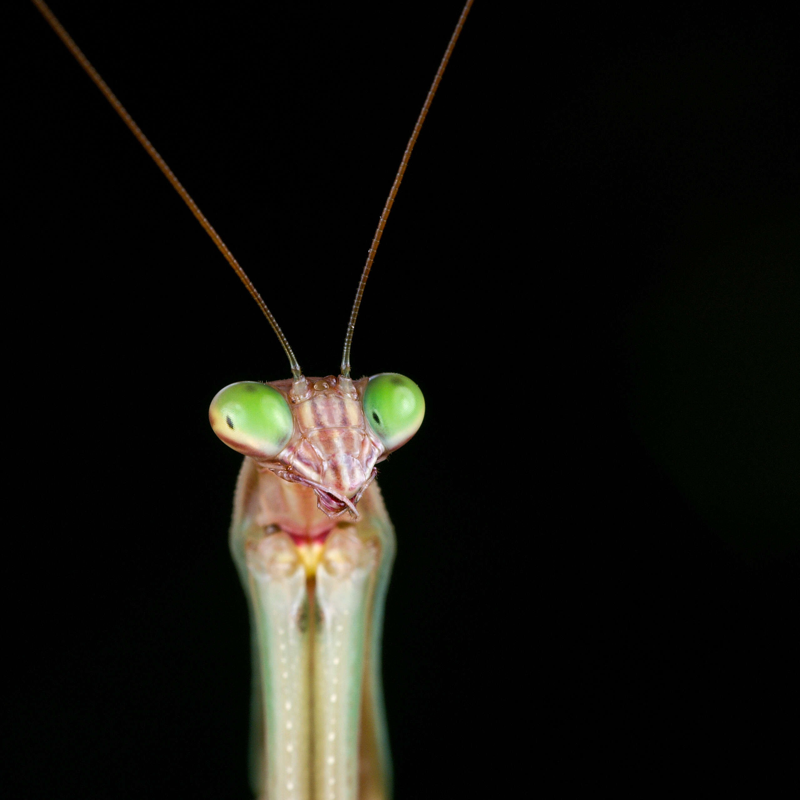 Image of Chinese mantis