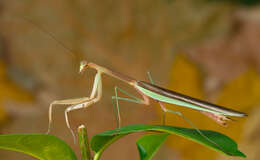 Image of Chinese mantis