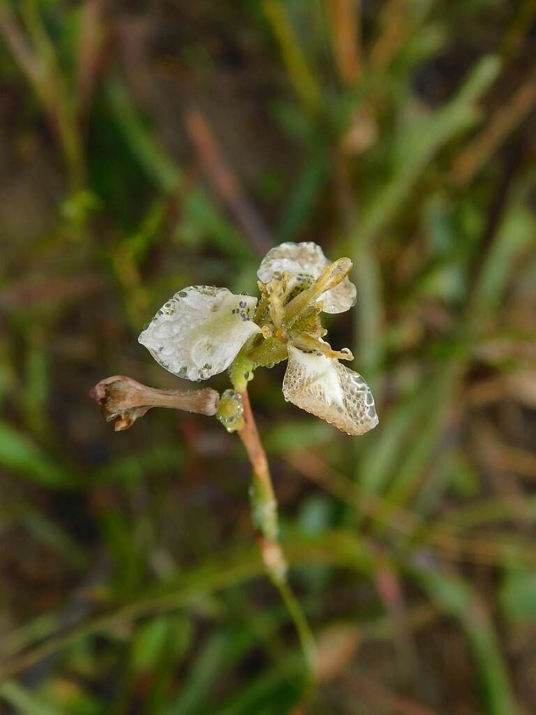 Image of Moraea unguiculata Ker Gawl.