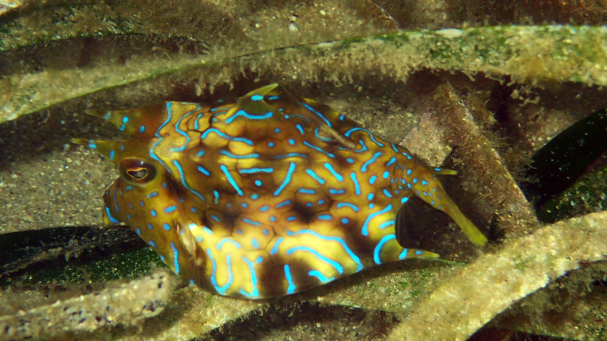 Image of Shorthorn cowfish