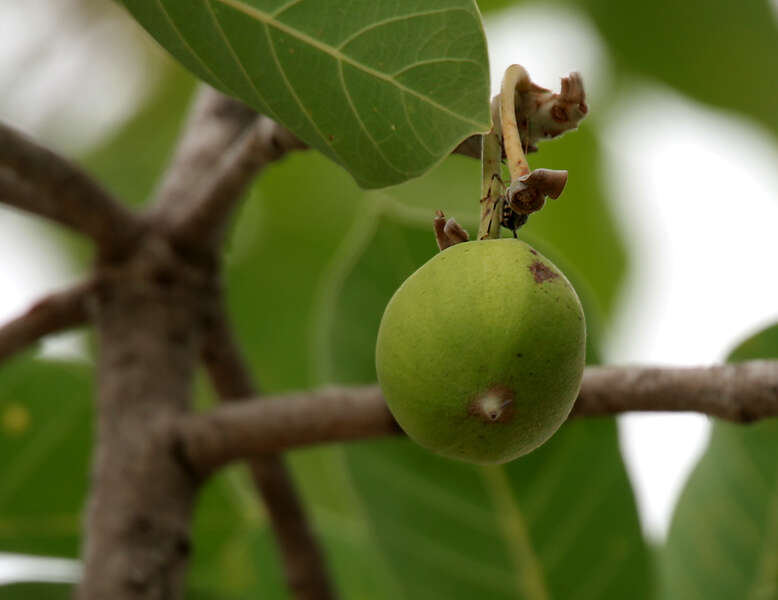 Image of mahua