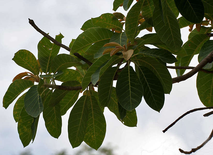 Image of mahua