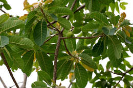 Image of mahua