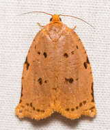 Image of Southern Ugly-nest Caterpillar Moth