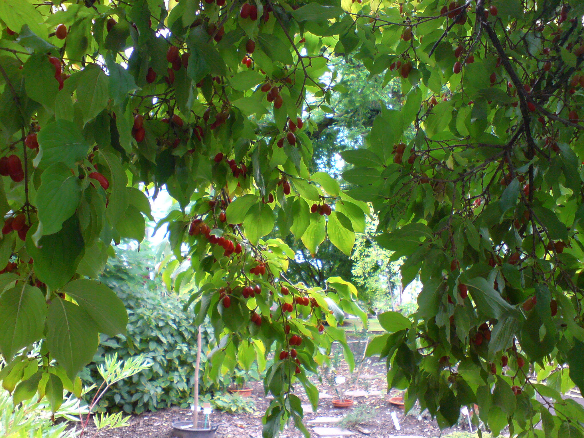 Plancia ëd Cornus officinalis Siebold & Zucc.