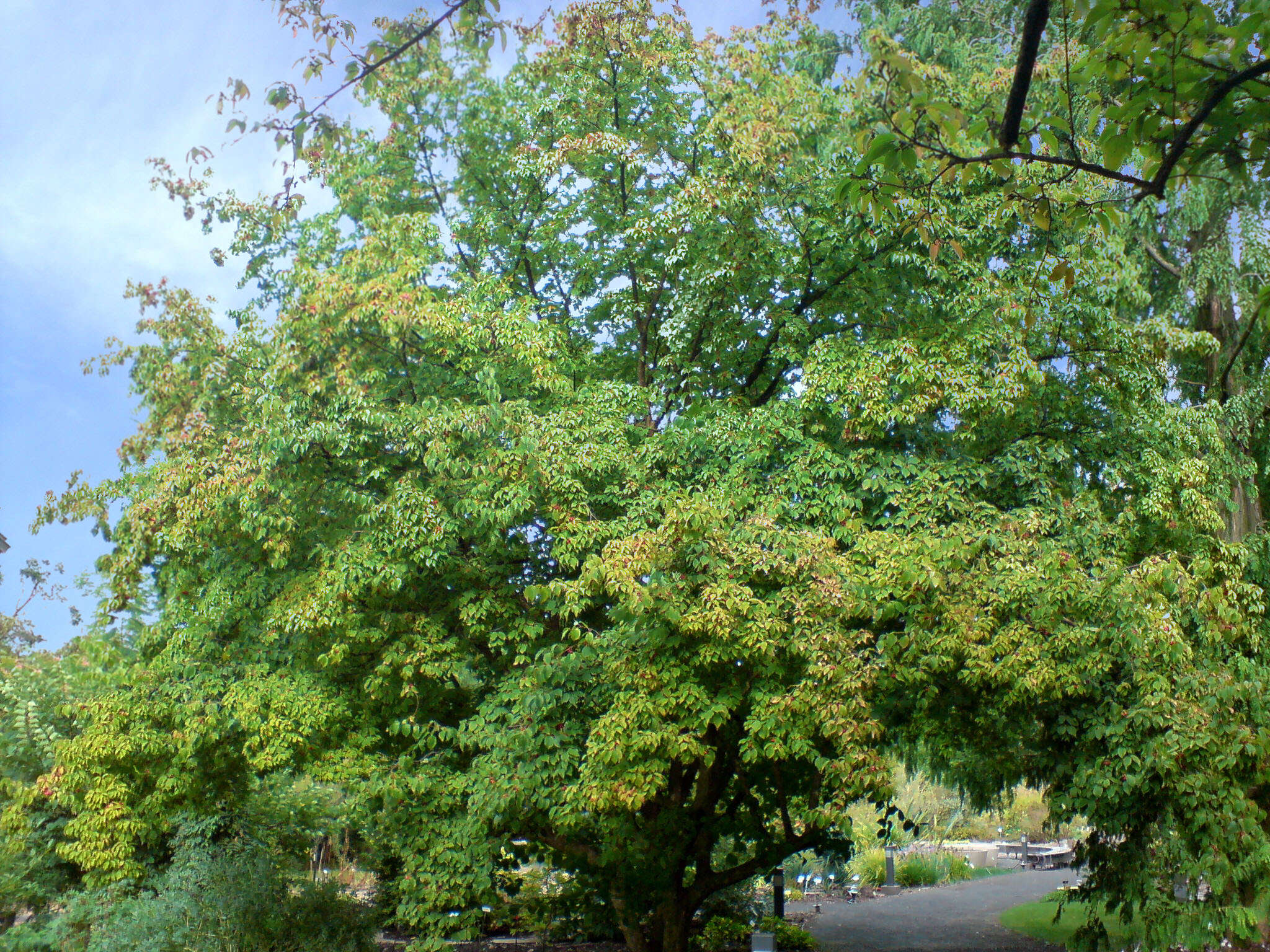 Plancia ëd Cornus officinalis Siebold & Zucc.