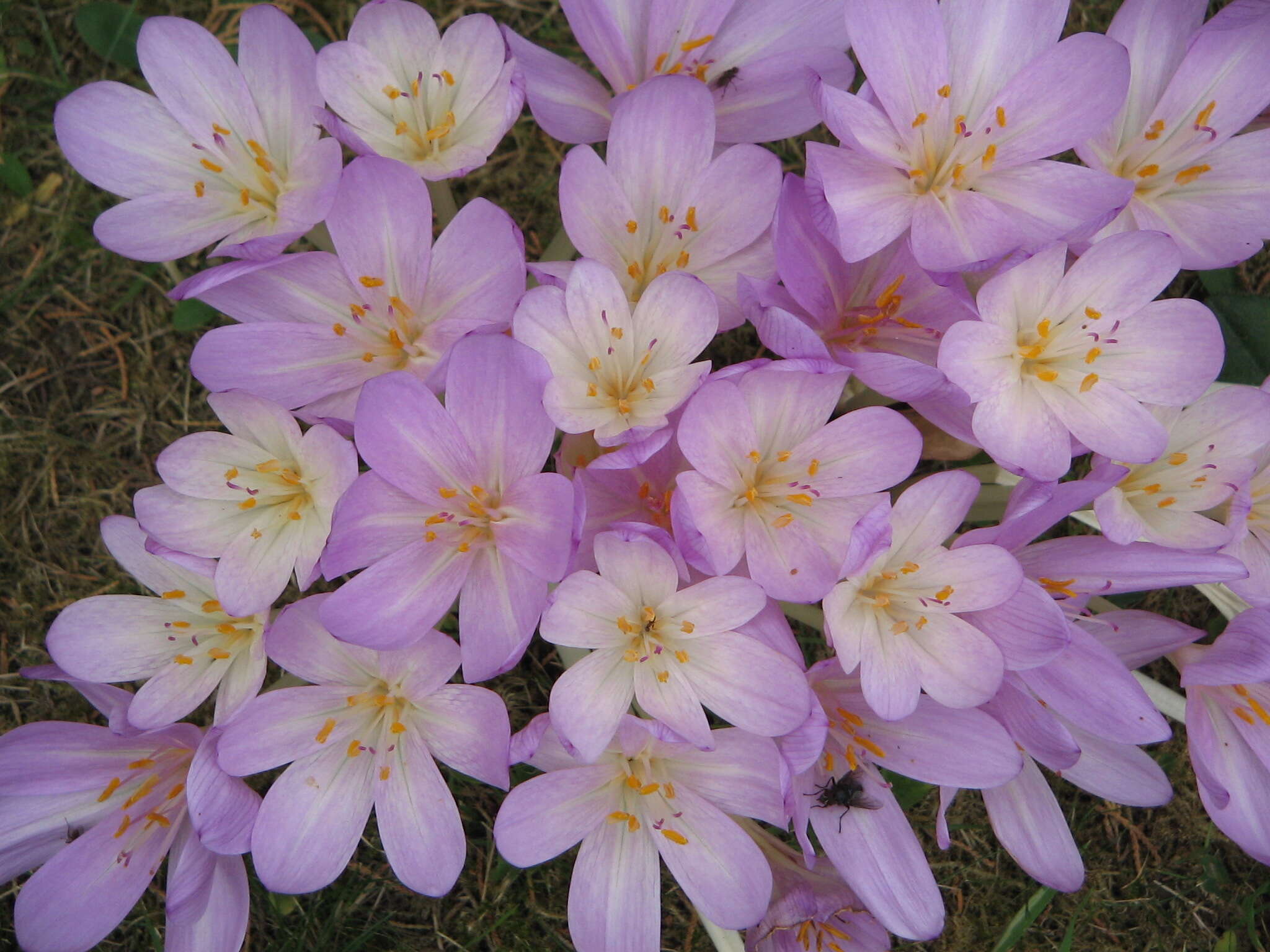 Image of colchicum