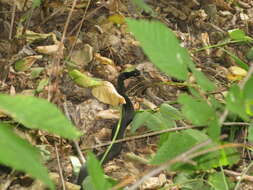 Image of Nikolsky's Viper