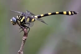 صورة Ictinogomphus Cowley 1934