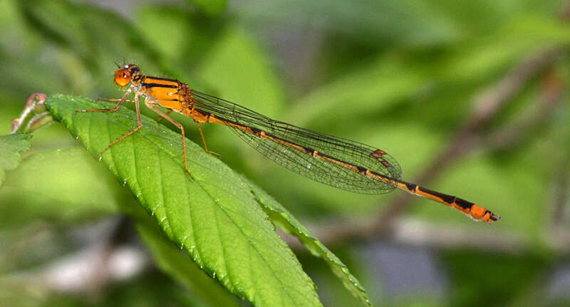 Image of Orange Bluet