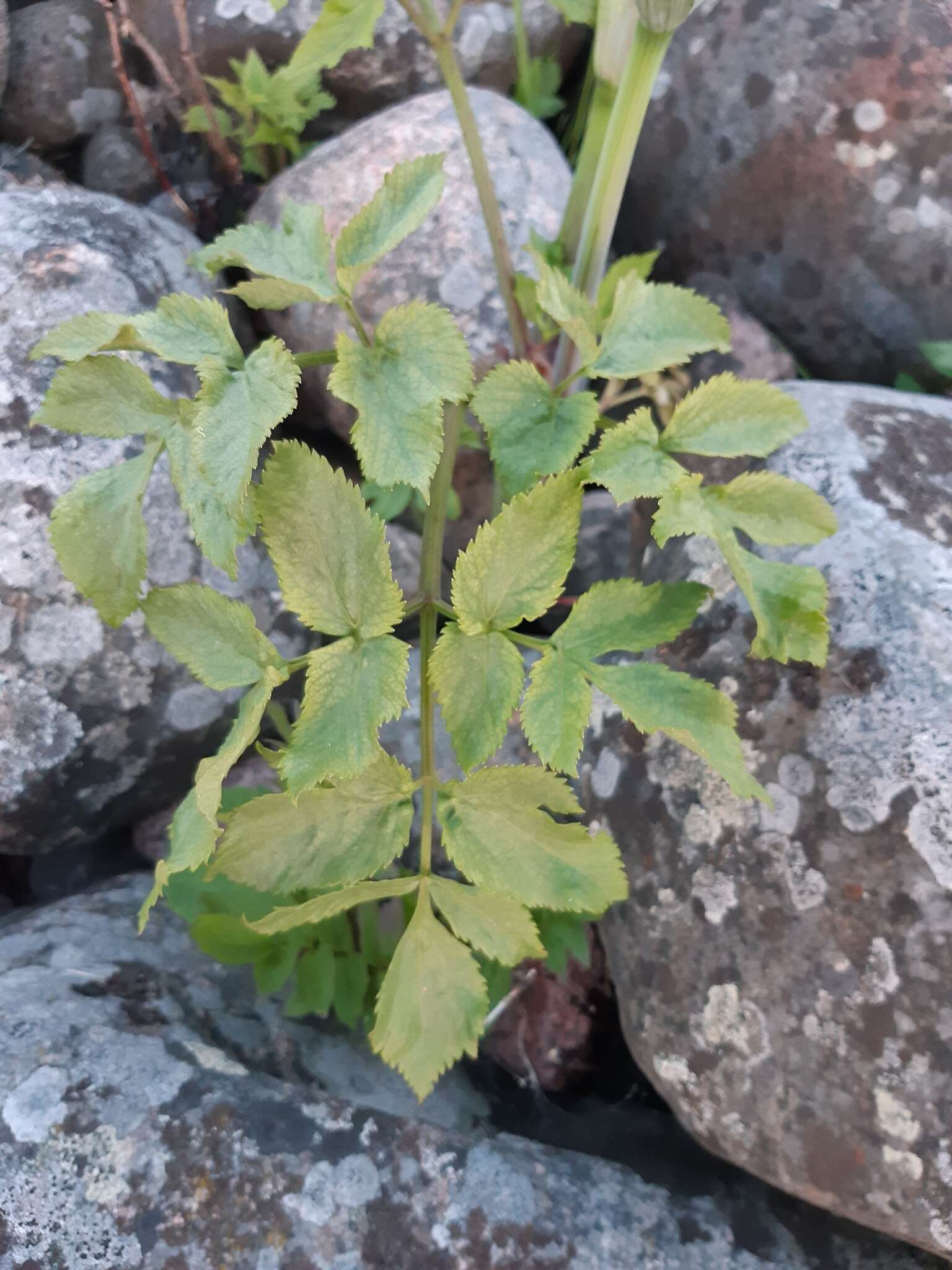 Image of Angelica archangelica subsp. litoralis (Fries) Thell.