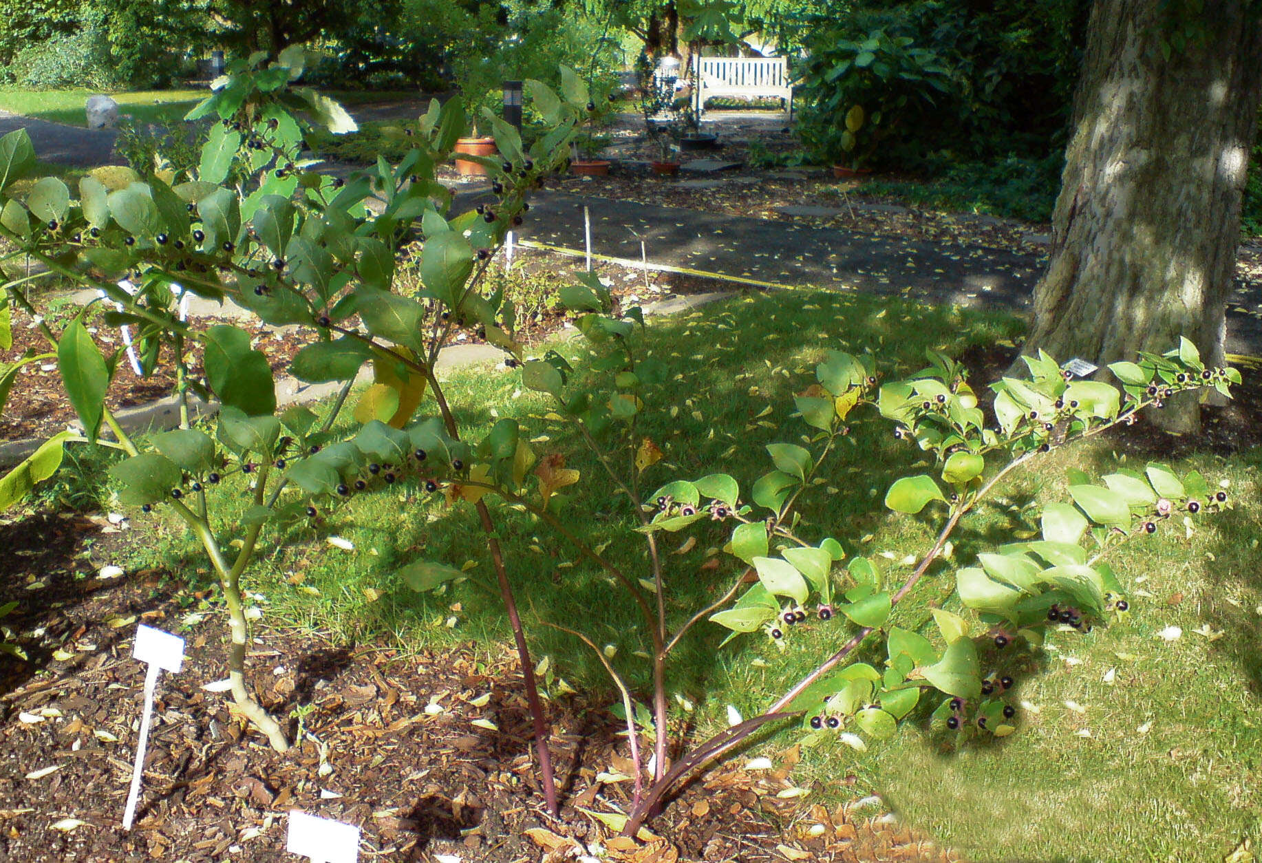 Image of Deadly Nightshade