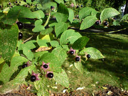 Image of Deadly Nightshade