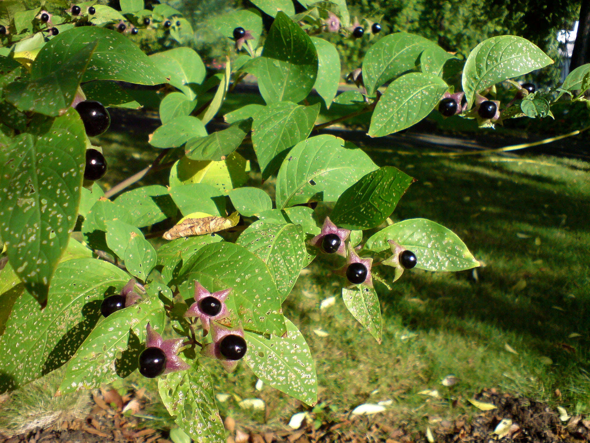 Image of Deadly Nightshade