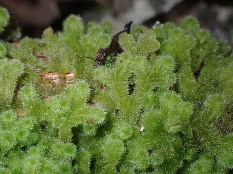 Image of Leiomitra lanata (Hook.) R. M. Schust.