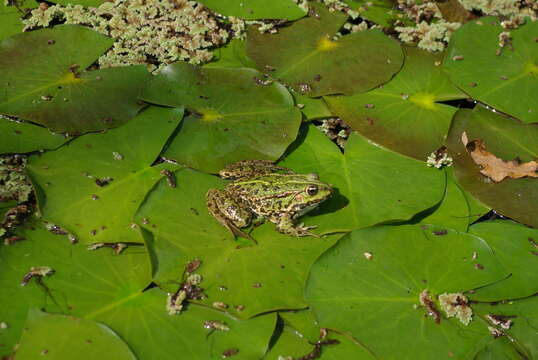 Image of Pelophylax esculentus