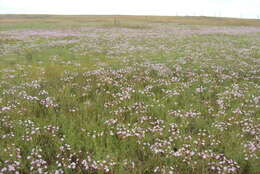 Image of Nerine gracilis R. A. Dyer