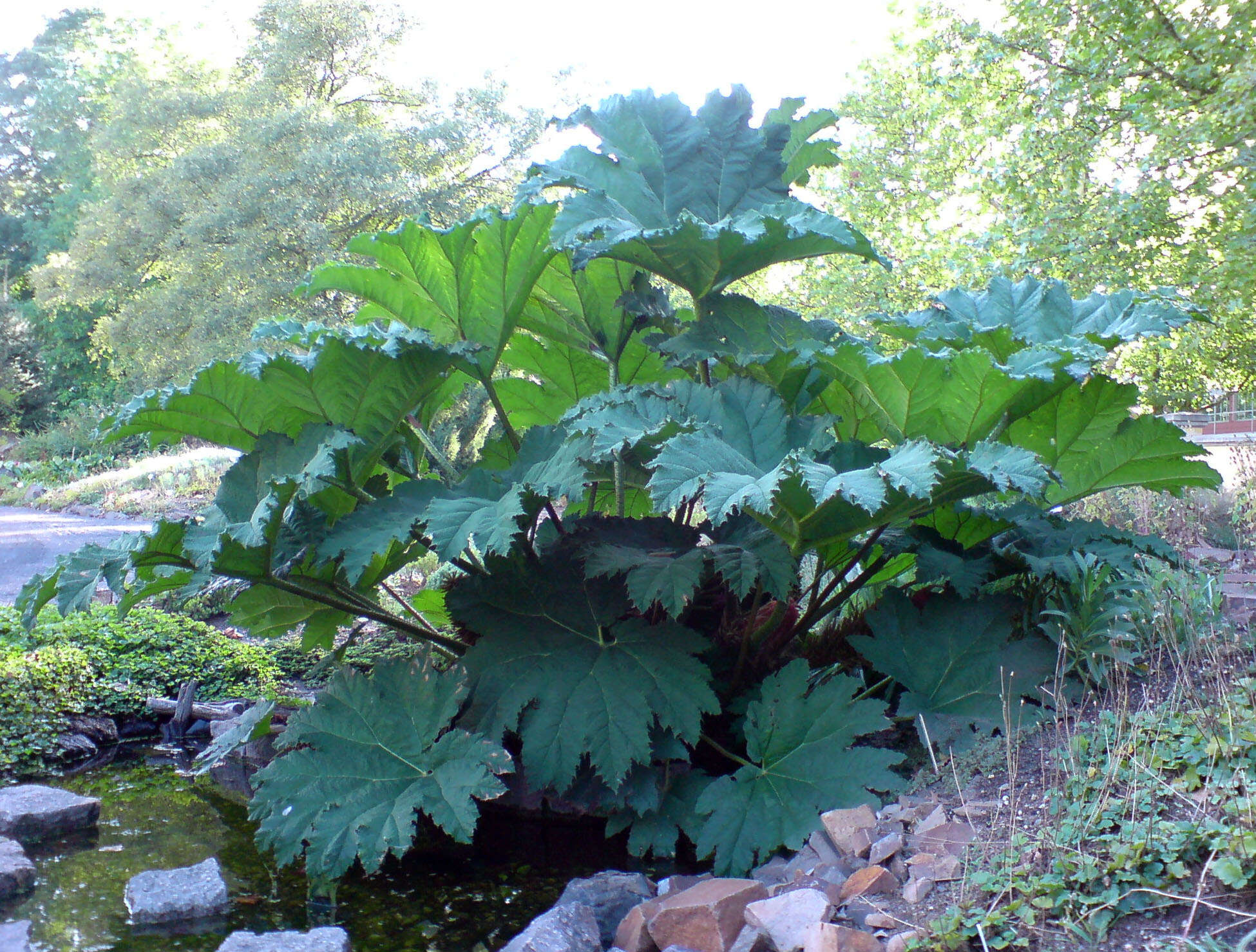 Image of giant rhubarb