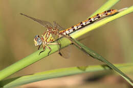 صورة Erpetogomphus designatus Hagen ex Selys 1858