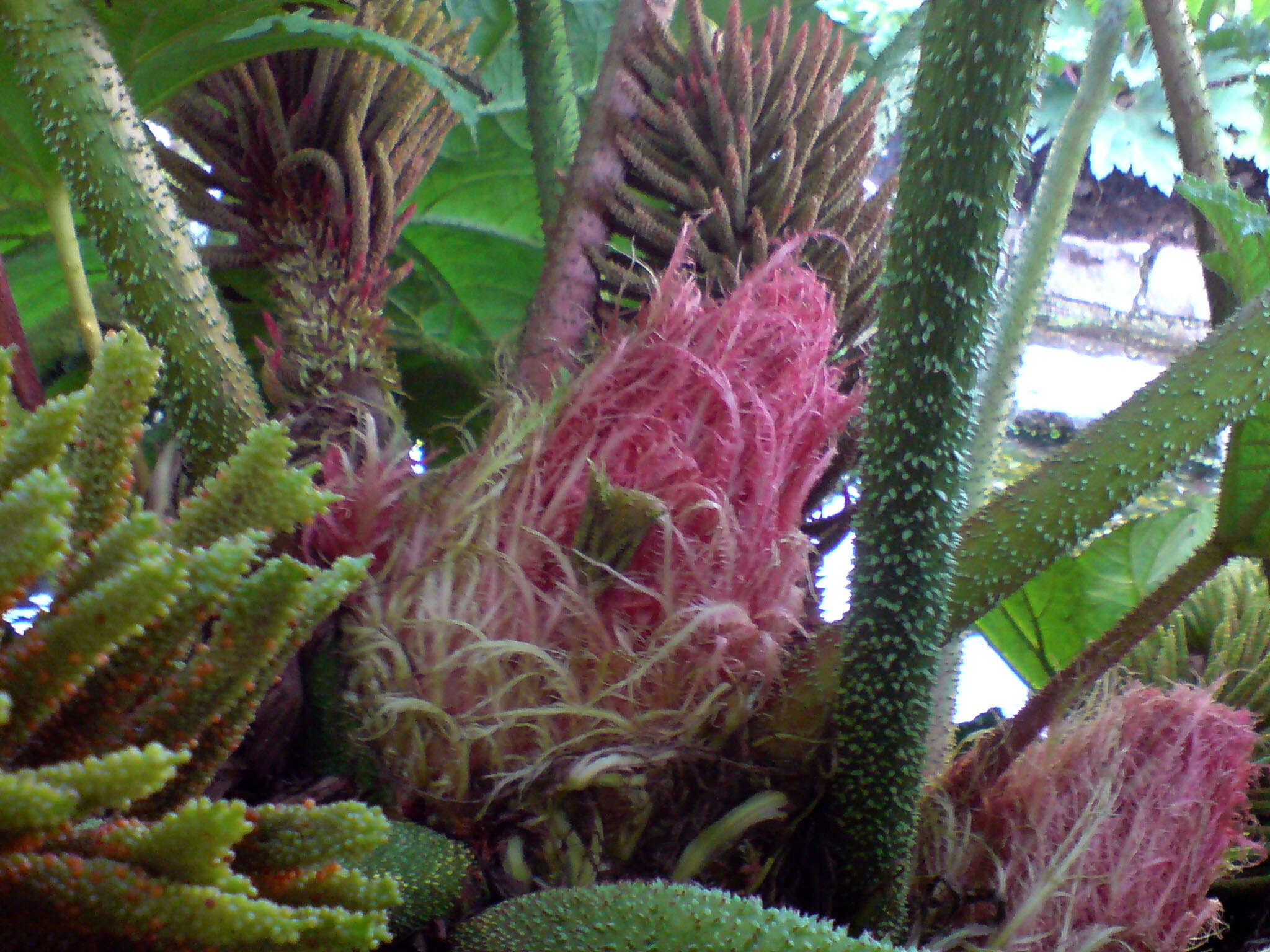 Image of giant rhubarb