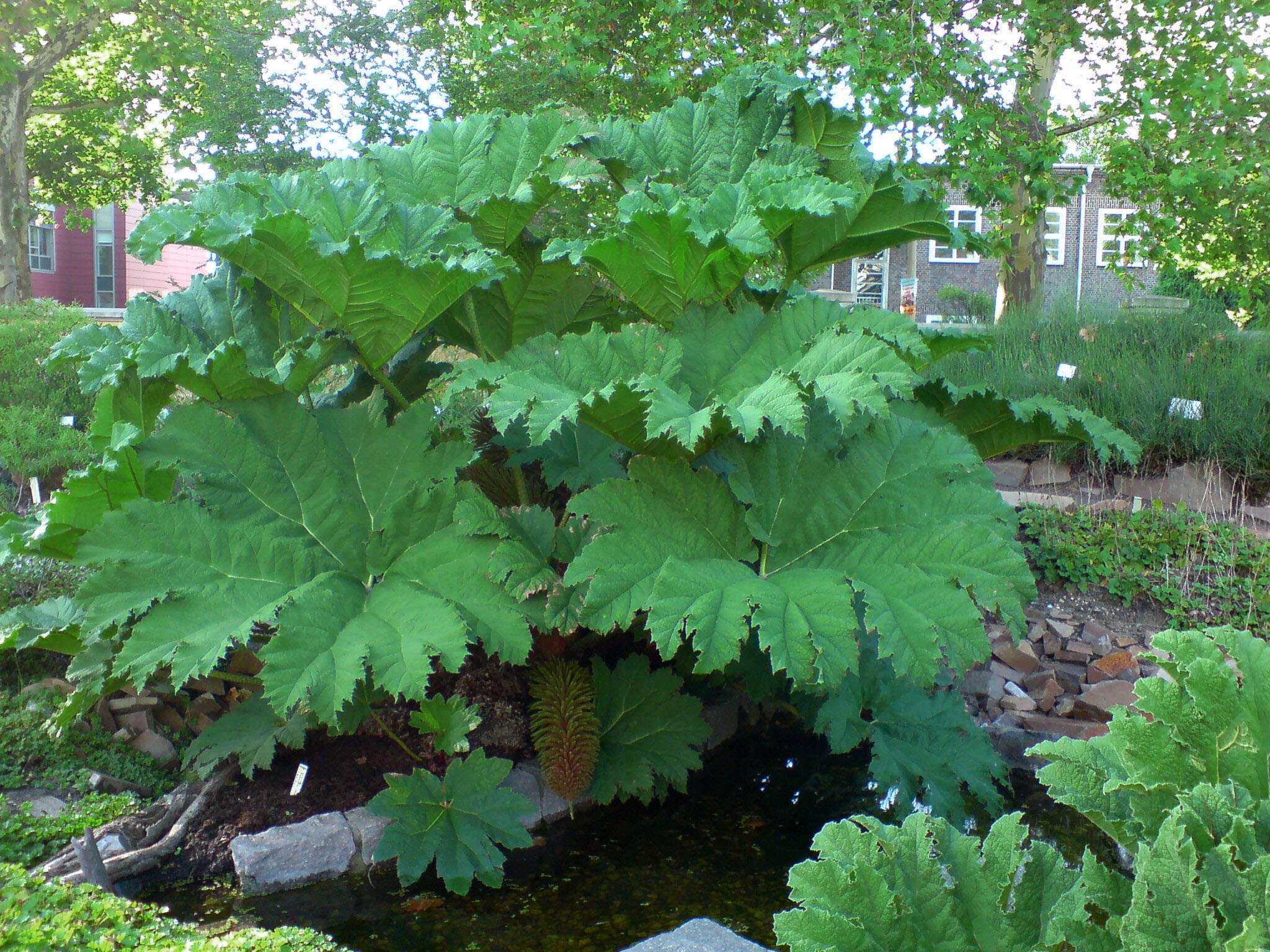 Image of giant rhubarb