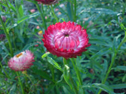 Plancia ëd Xerochrysum bracteatum (Vent.) N. N. Tzvel.