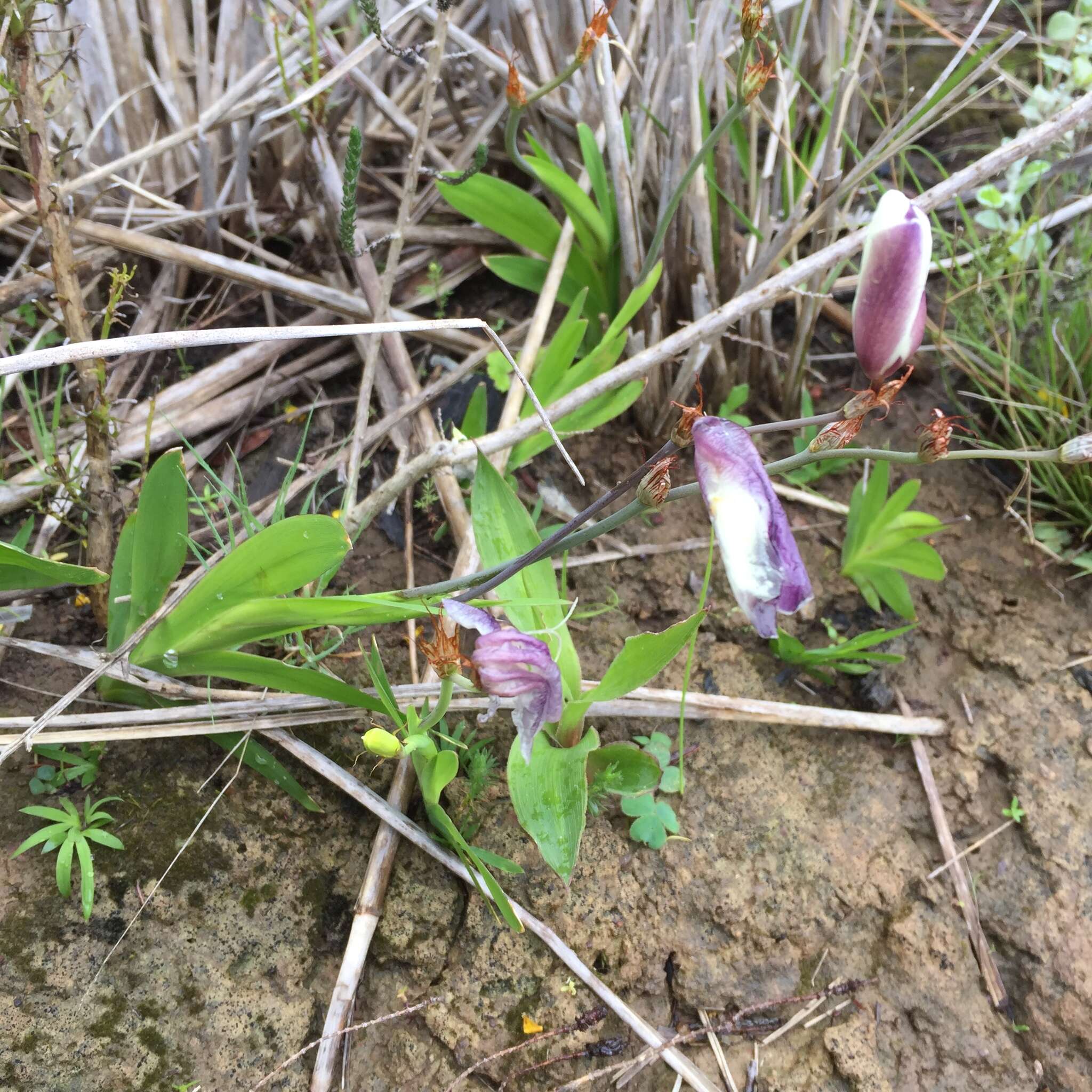 Image of Sparaxis grandiflora subsp. fimbriata (Lam.) Goldblatt