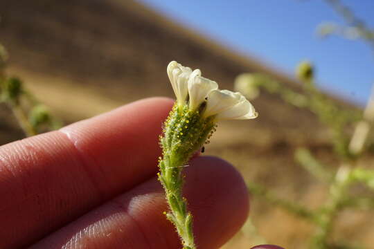 Image of big tarweed