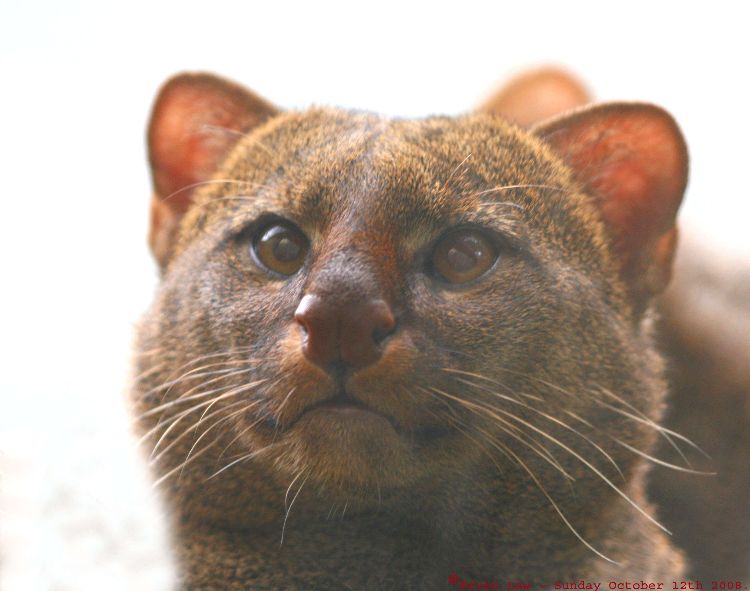 Image of Jaguarundi