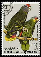 Image of Red-tailed Parrot, Red-tailed Amazon