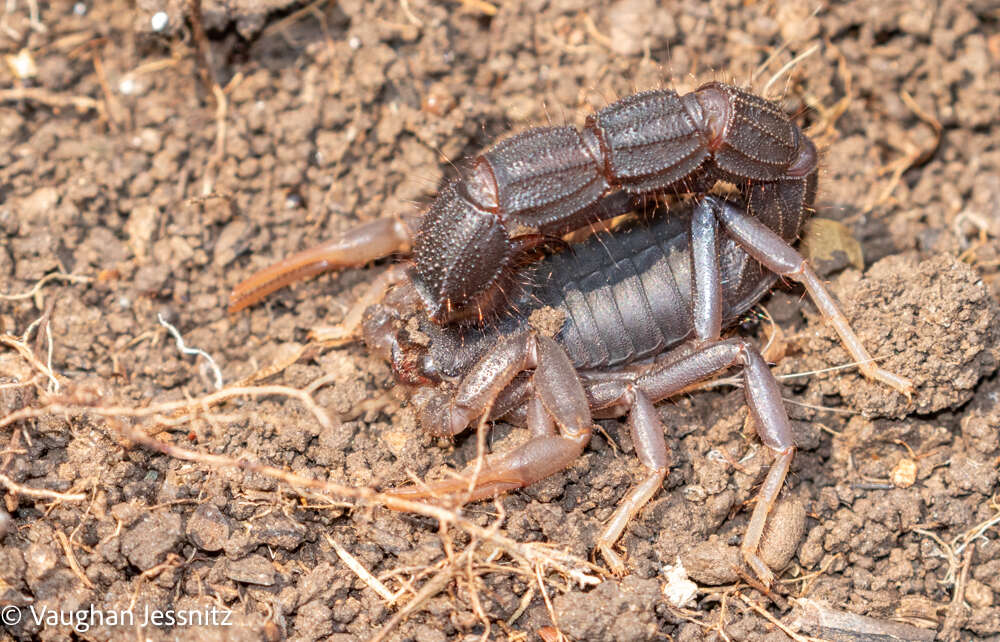 Sivun Parabuthus transvaalicus Purcell 1899 kuva