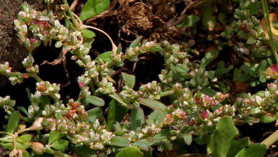 Image of Polygonum plebeium