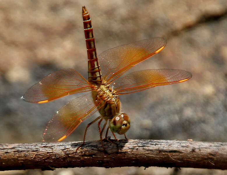 Image of Brachythemis Brauer 1868