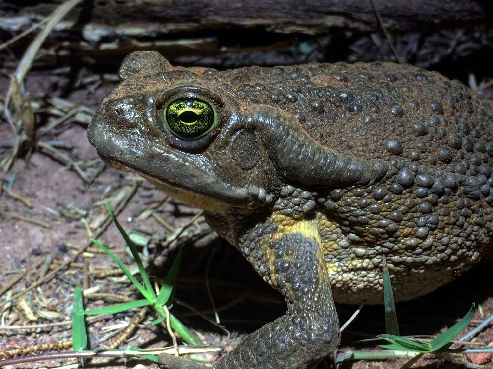 Image of Argentine toad