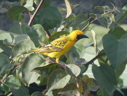 Image of Speke's Weaver