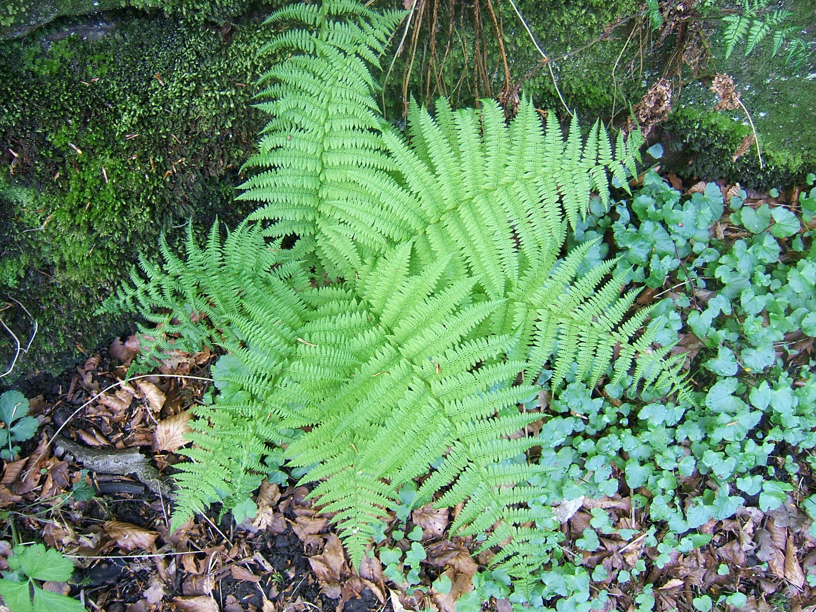 Image of Lady-fern