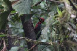 Image of Crimson-bellied Woodpecker