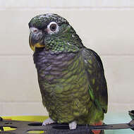 Image of Scaly-headed Parrot