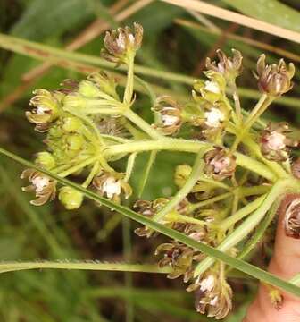 Image de Schizoglossum bidens E. Mey.