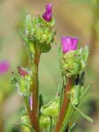 Слика од Calandrinia ciliata (Ruiz & Pavon) DC.