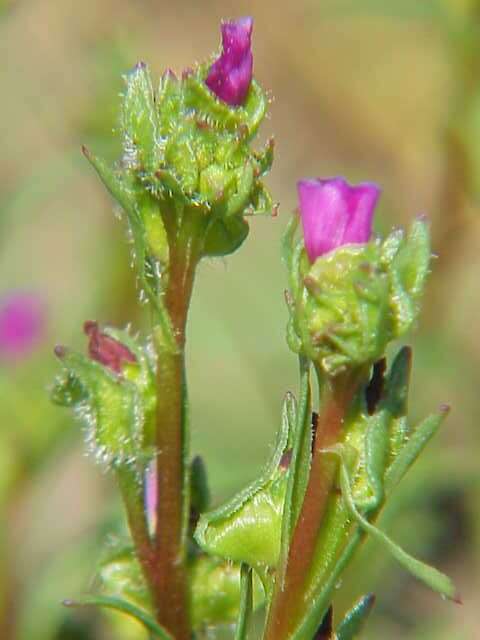 Слика од Calandrinia ciliata (Ruiz & Pavon) DC.