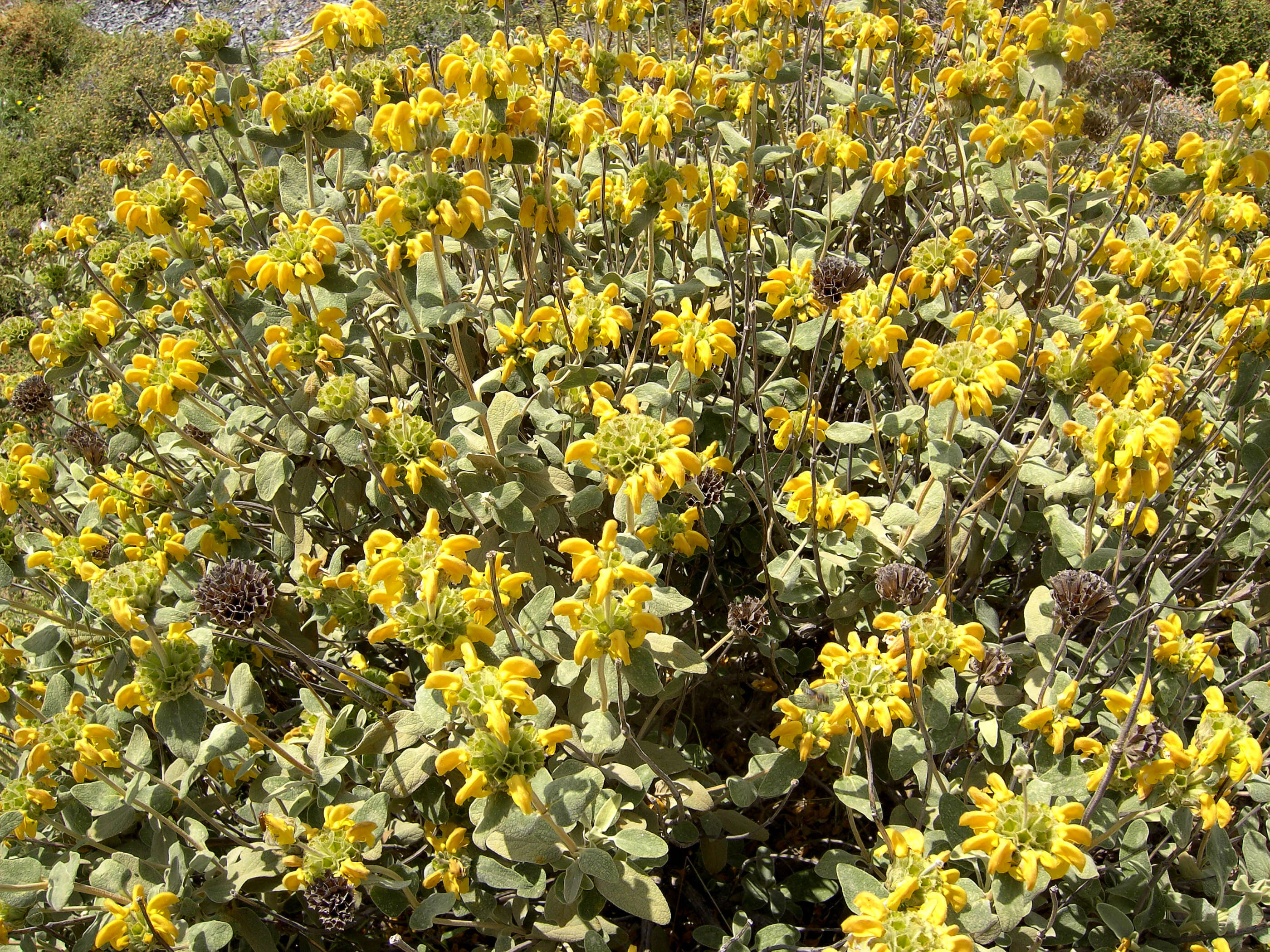 Plancia ëd Phlomis fruticosa L.