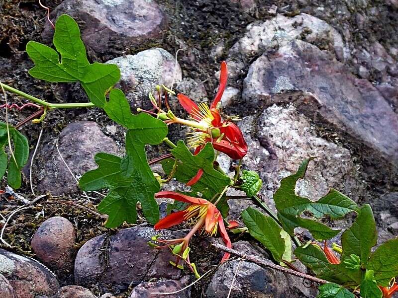 Passiflora cinnabarina Lindl.的圖片