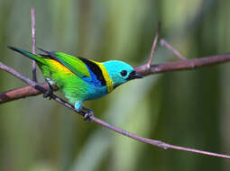 Image of Green-headed Tanager