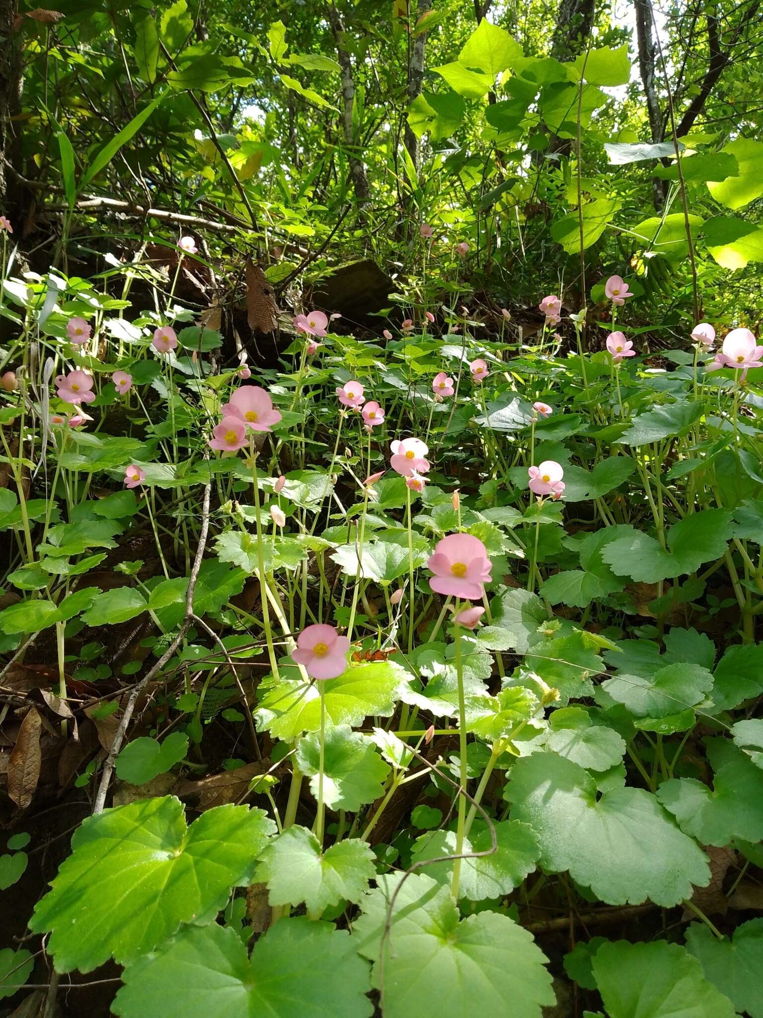 Image of Begonia uniflora S. Watson