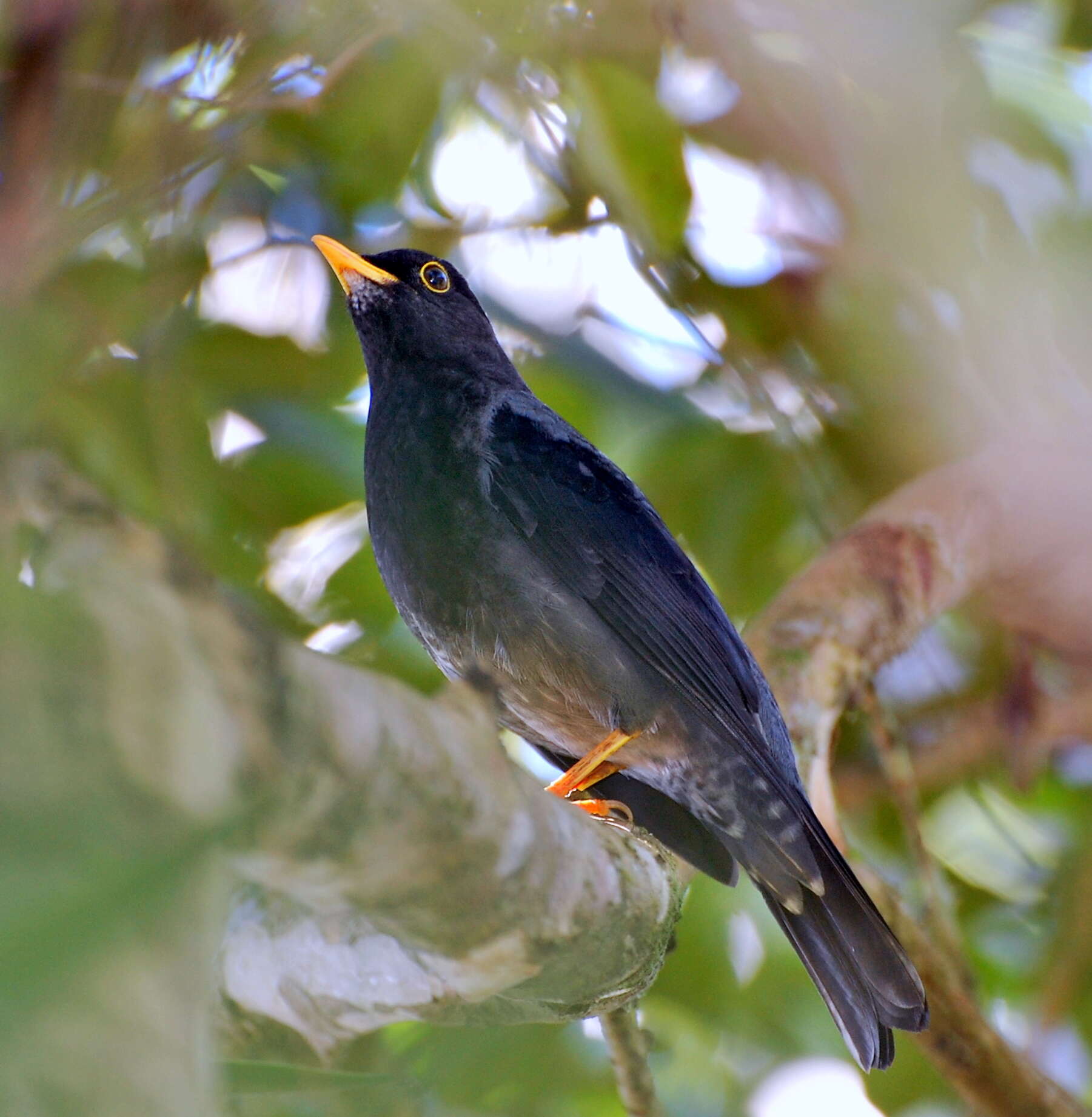 Plancia ëd Turdus flavipes Vieillot 1818